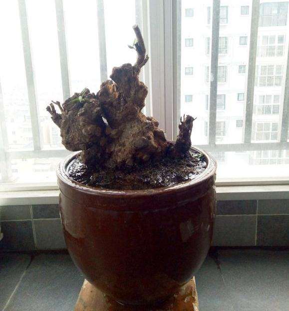 现在腊梅下山桩上盆盆土容易干吗 图片