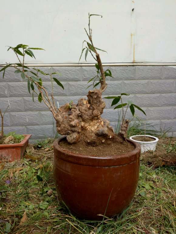 现在腊梅下山桩上盆盆土容易干吗 图片