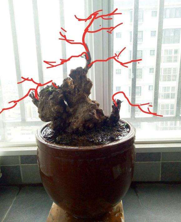 现在腊梅下山桩上盆盆土容易干吗 图片