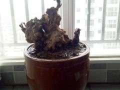 现在腊梅下山桩上盆盆土容易干吗 图片