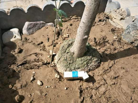 腊梅下山桩 懂行的看看 400元 怎么样