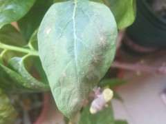 腊梅下山桩解决焦叶的方法 图片