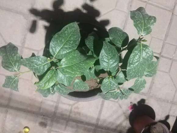 老师看看 我的腊梅下山桩 怎么啦  图片