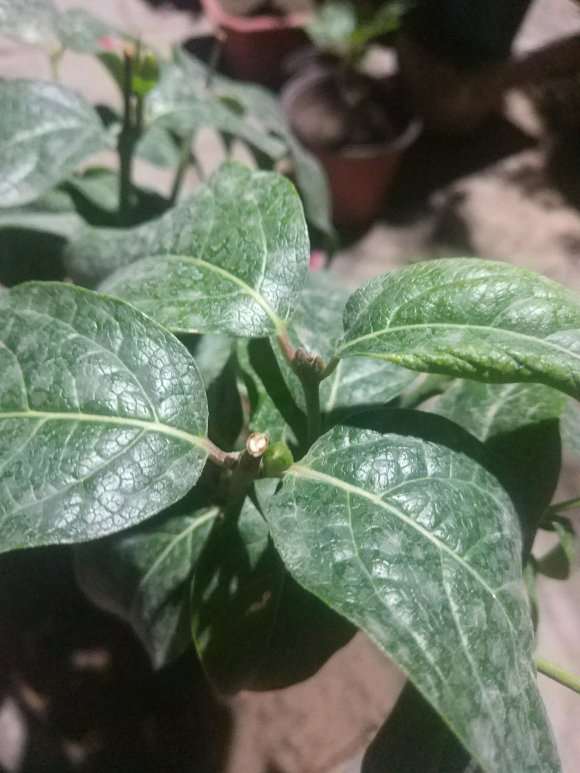 老师看看 我的腊梅下山桩 怎么啦  图片