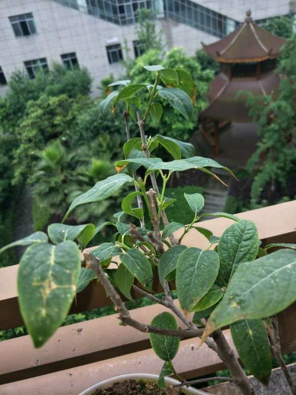 老师 这个腊梅下山桩还有救吗 图片