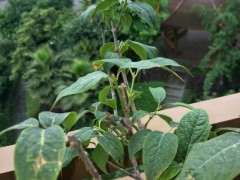 老师 这个腊梅下山桩还有救吗 图片