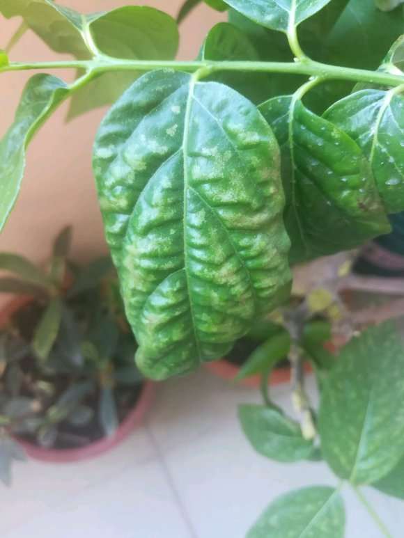 腊梅下山桩叶子垂着 怎么回事 图片