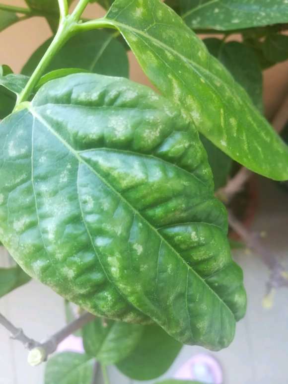 腊梅下山桩叶子垂着 怎么回事 图片