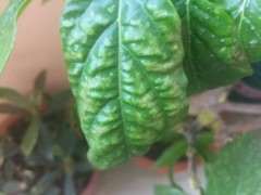 腊梅下山桩叶子垂着 怎么回事 图片