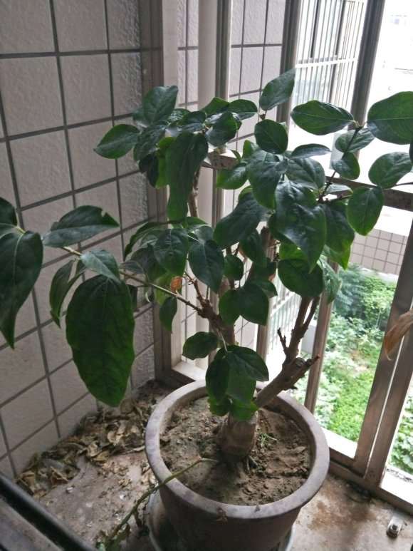 秋季腊梅下山桩落叶了吗 怎么办 图片