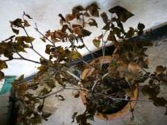 腊梅下山桩叶子全部枯死 怎么办 图片