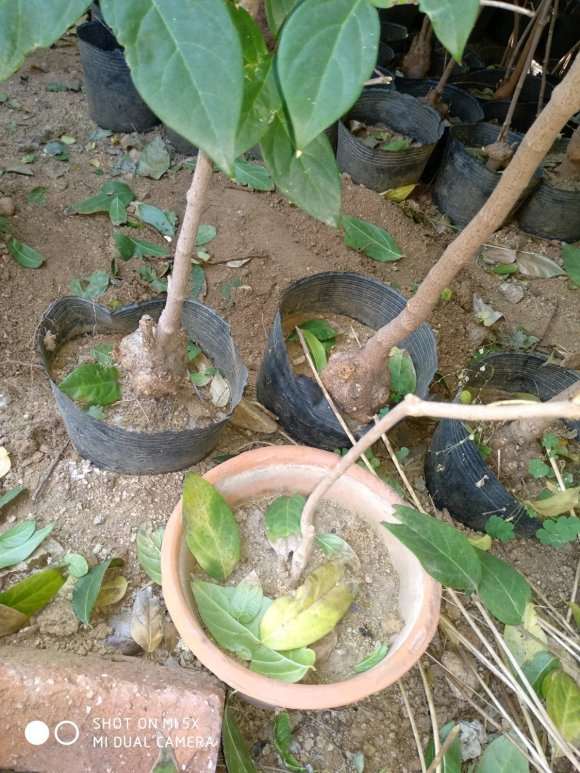 盆栽腊梅下山桩长的慢 怎么办 图片