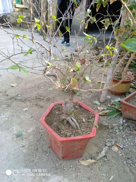 盆栽腊梅下山桩长的慢 怎么办 图片