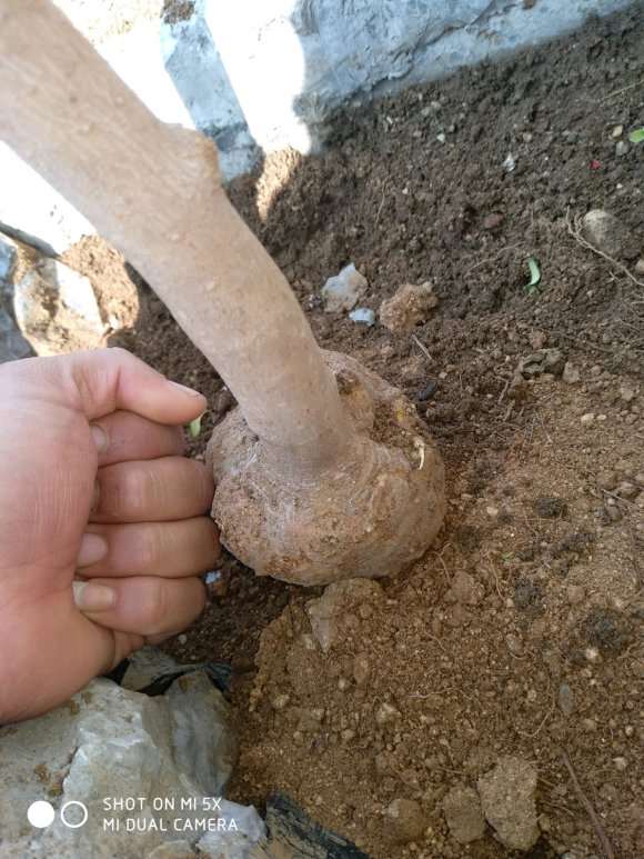 盆栽腊梅下山桩长的慢 怎么办 图片