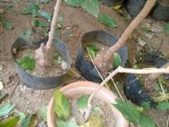 盆栽腊梅下山桩长的慢 怎么办 图片