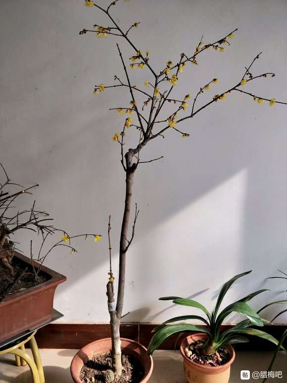 腊梅下山桩怎么剪掉枝条的方法 图片