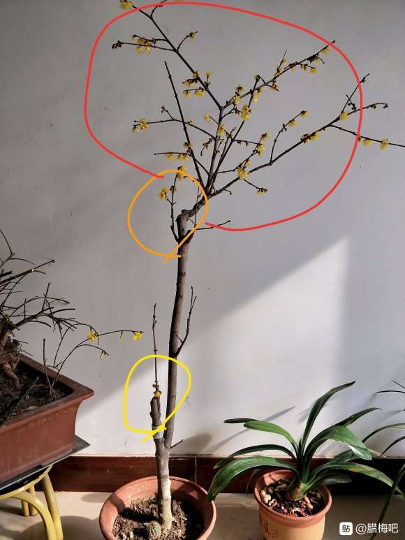 腊梅下山桩怎么剪掉枝条的方法 图片