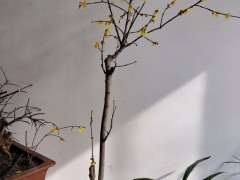 腊梅下山桩怎么剪掉枝条的方法 图片