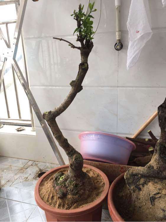 为什么腊梅下山桩用纯沙移植 最好 图片