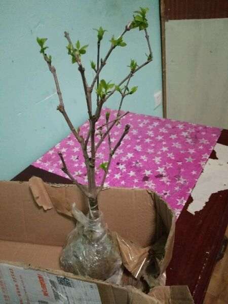 为什么腊梅下山桩用纯沙移植 最好 图片