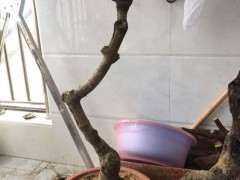 为什么腊梅下山桩用纯沙移植 最好 图片