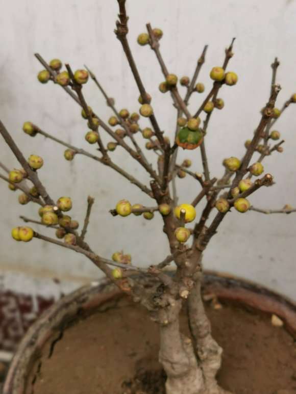 冬日腊梅下山桩马上开放 花芽这么多 图片