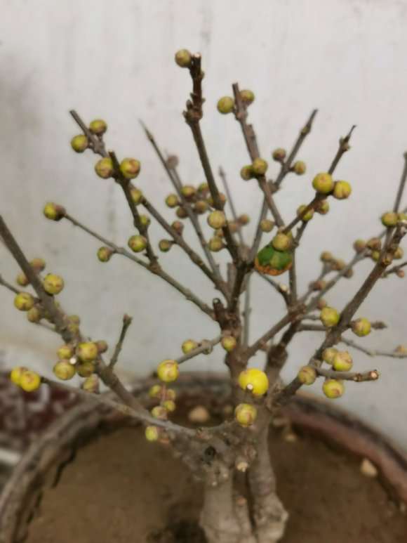 冬日腊梅下山桩马上开放 花芽这么多 图片