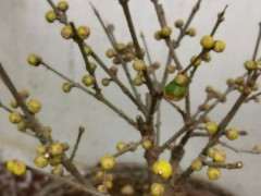 冬日腊梅下山桩马上开放 花芽这么多 图片