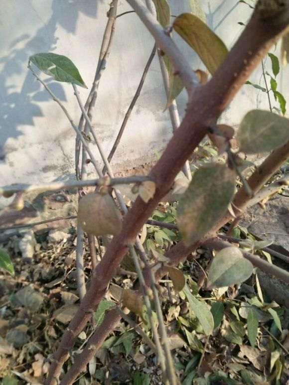 腊梅下山桩嫁接两年 就该有花 怎么样