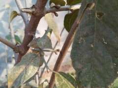 腊梅下山桩嫁接两年 就该有花 可以吗