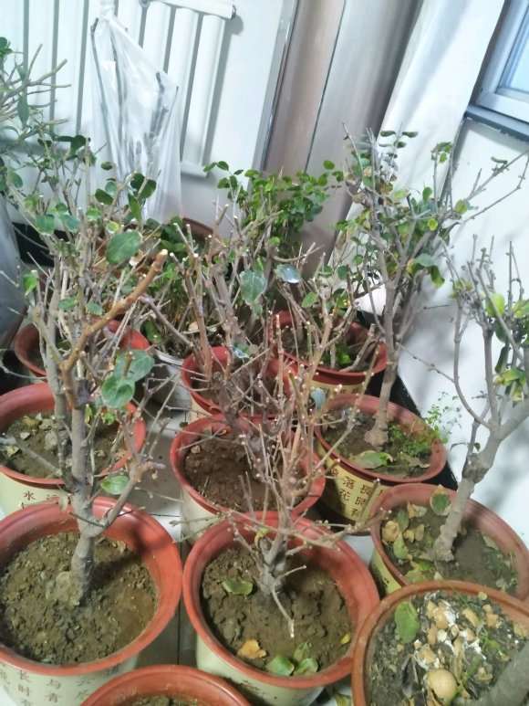 我的腊梅下山桩怎么还不开花 图片