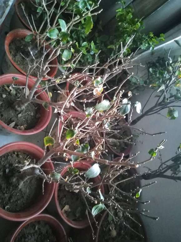 我的腊梅下山桩怎么还不开花 图片