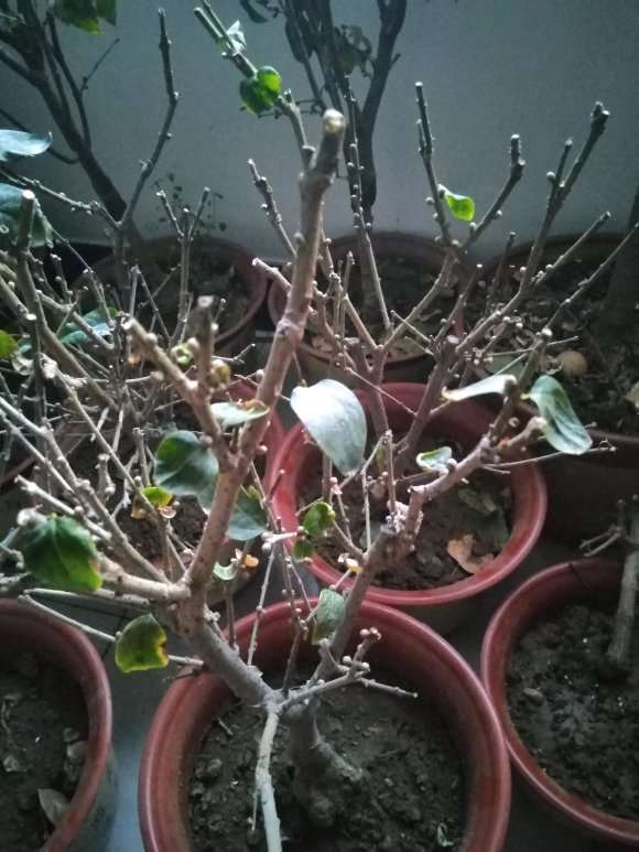 我的腊梅下山桩怎么还不开花 图片