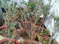 我的腊梅下山桩怎么还不开花 图片