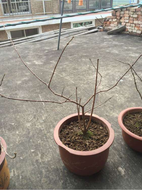 腊梅下山桩种子发芽后 几年开花呀 图片