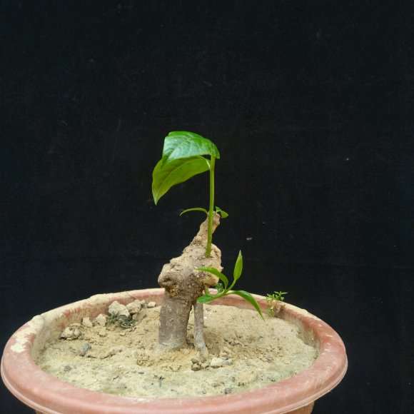 腊梅下山桩怎么选择芽点位置 图片