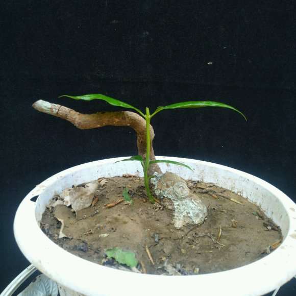 腊梅下山桩怎么选择芽点位置 图片