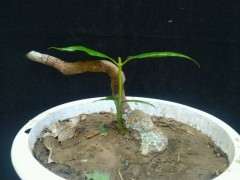 腊梅下山桩怎么选择芽点位置 图片