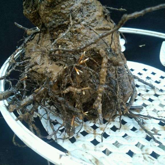 腊梅下山桩没芽一定是死了吗 图片