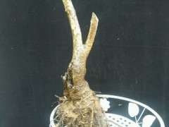 腊梅下山桩没芽一定是死了吗 图片