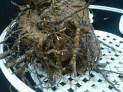 什么样的腊梅下山桩好成活 图片