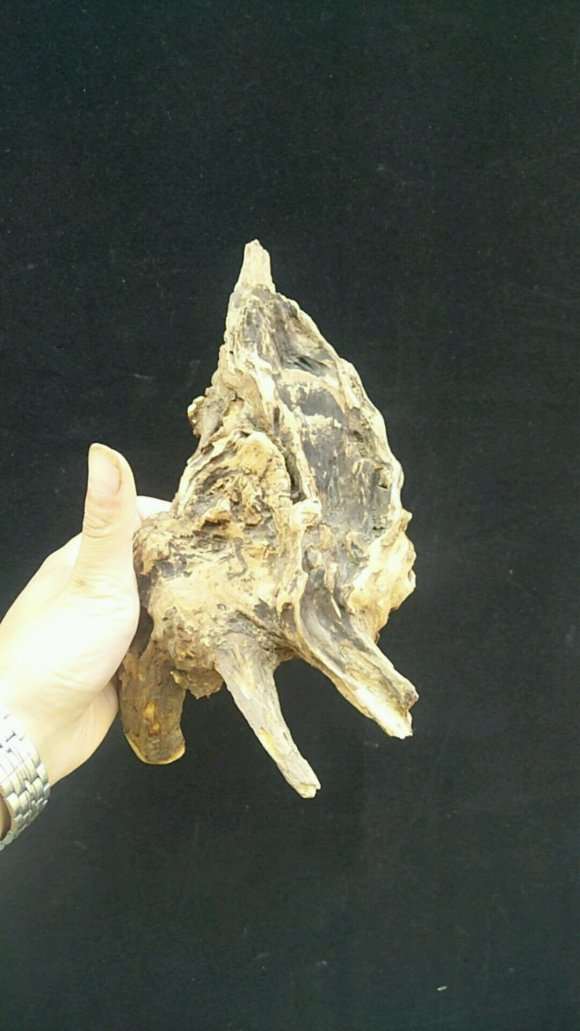 什么样腊梅下山桩 好看 图片