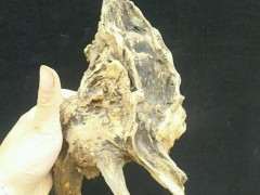 什么样腊梅下山桩 好看 图片