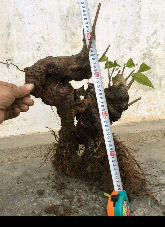 为什么腊梅下山桩的成活 关键在土壤