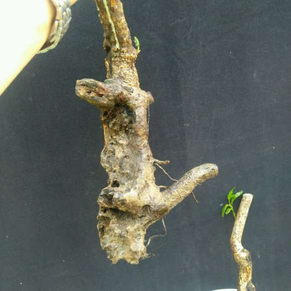 为什么腊梅下山桩的成活 关键在土壤