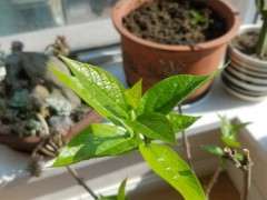 东北栽腊梅下山桩 第一次成活 不容易