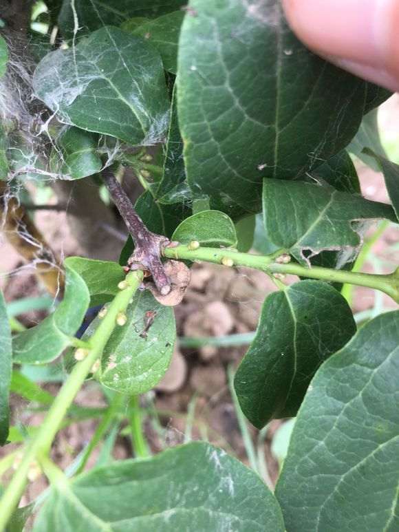 腊梅下山桩花芽已部分形成 怎么样