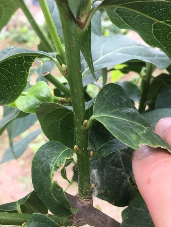 腊梅下山桩花芽已部分形成 怎么样