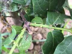 腊梅下山桩花芽已部分形成 可以吗