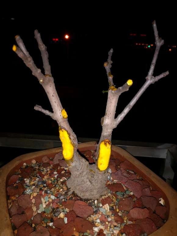 腊梅下山桩该用多大的盆 最好 图片